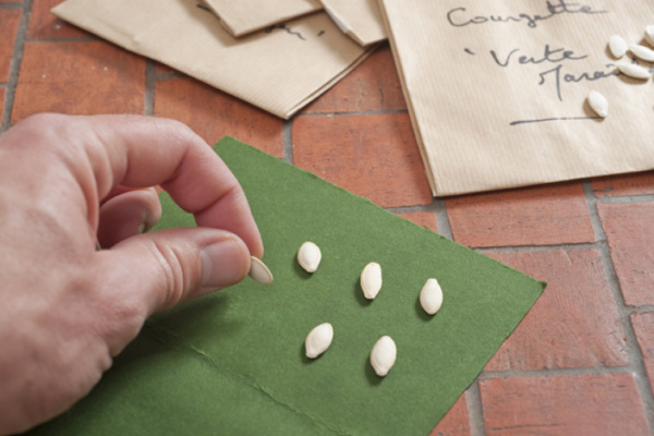 graines dans un sachet