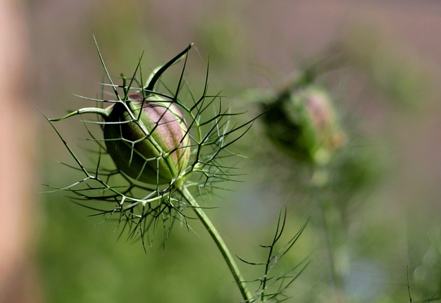 une graine de fleur