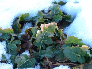 potager en hiver
