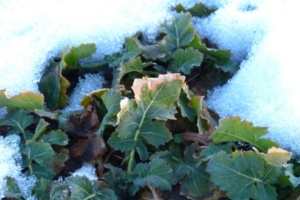 potager en hiver