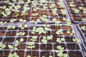 que faire au potager en mars