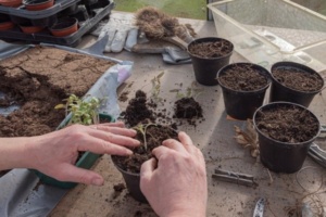 que faire au potager en avril