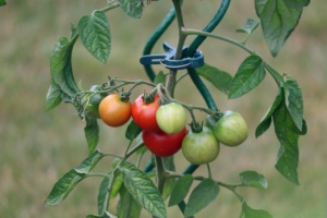 plants de tomates qui poussent