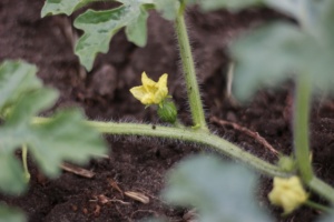 que faire au potager en mai