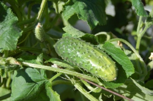 Jeune plant de concombre