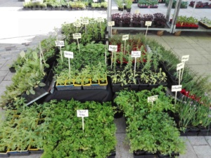 Le Jardin des Thorains Plantes